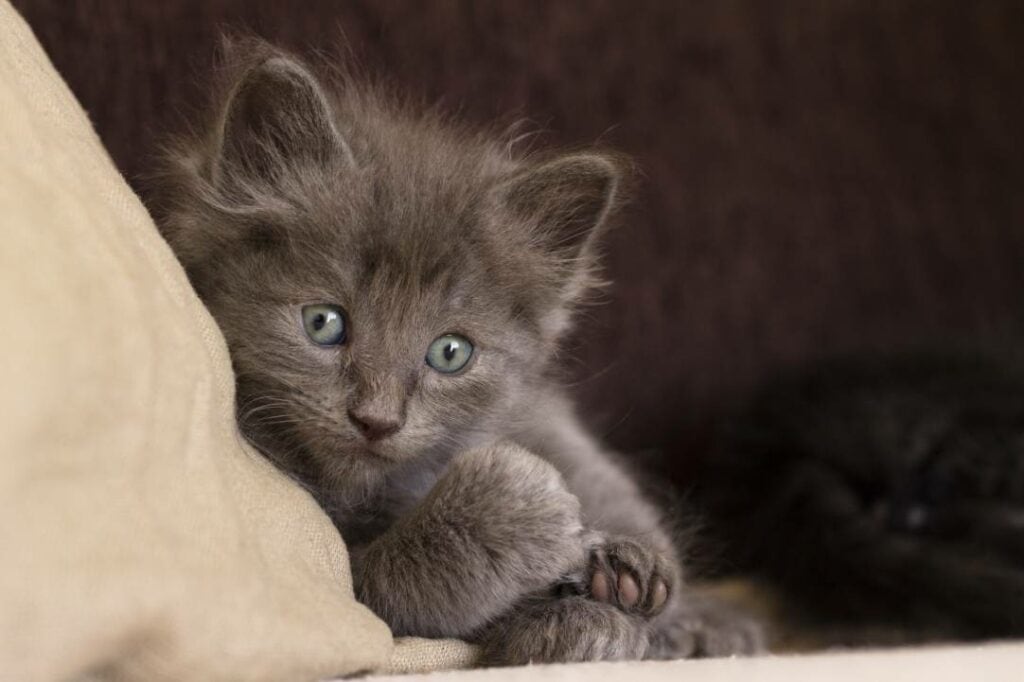 Why Do Cats Make Weird Noises at Night? 7 VetReviewed Reasons for This