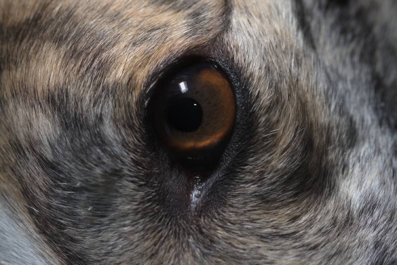 What Causes Dilated Pupils in Dogs? VetReviewed Facts & FAQ My Pet BLOG