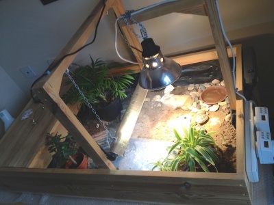 diy tortoise table