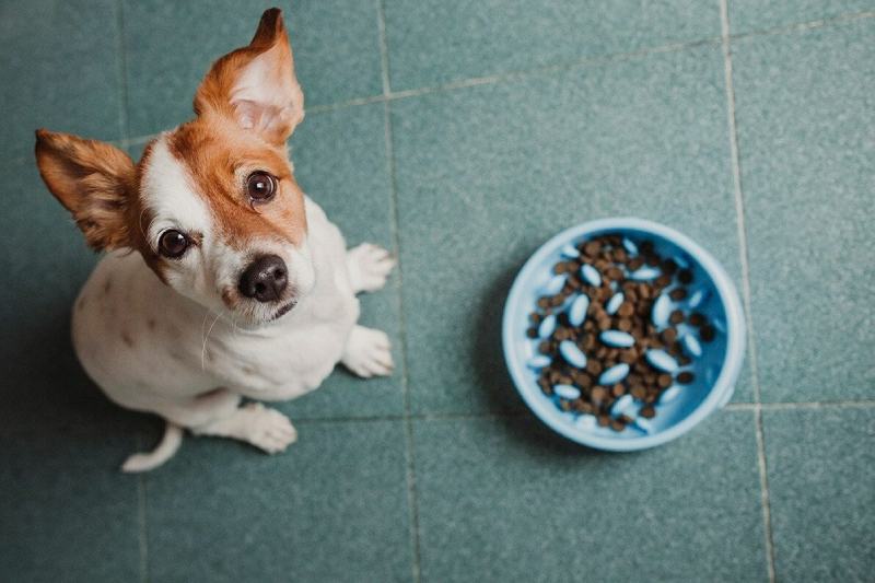 Dog and a slow feeding bowl