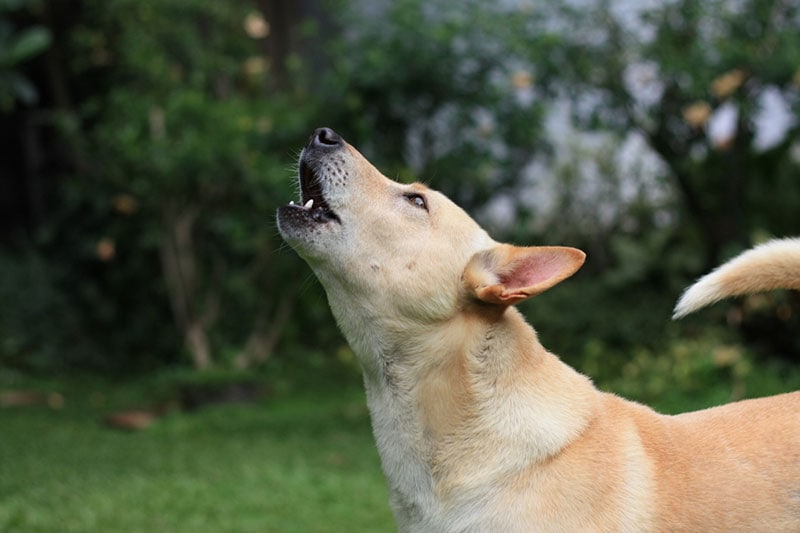 dog howling outdoor
