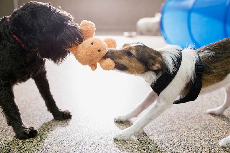 dogs playing tug-of-war with stuffed animal