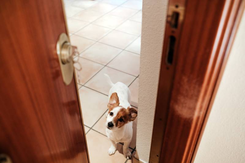 door entrance with cute jack russell dog inside