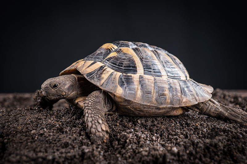 eastern hermann's tortoise in terrarium