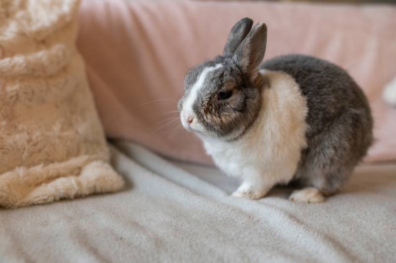elderly and blind rabbit inside the house