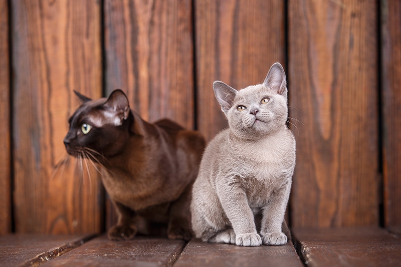 father and son european burmese cat
