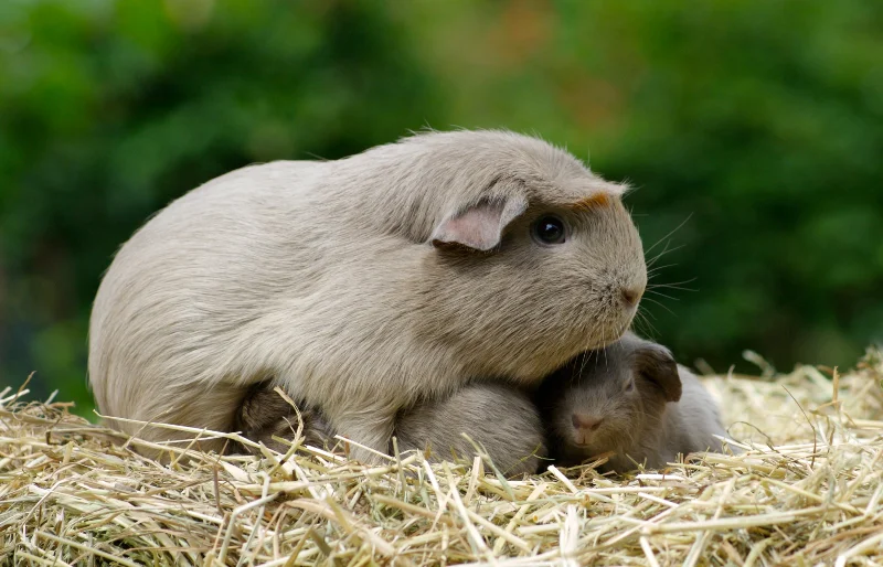 female guinea pig with her babies