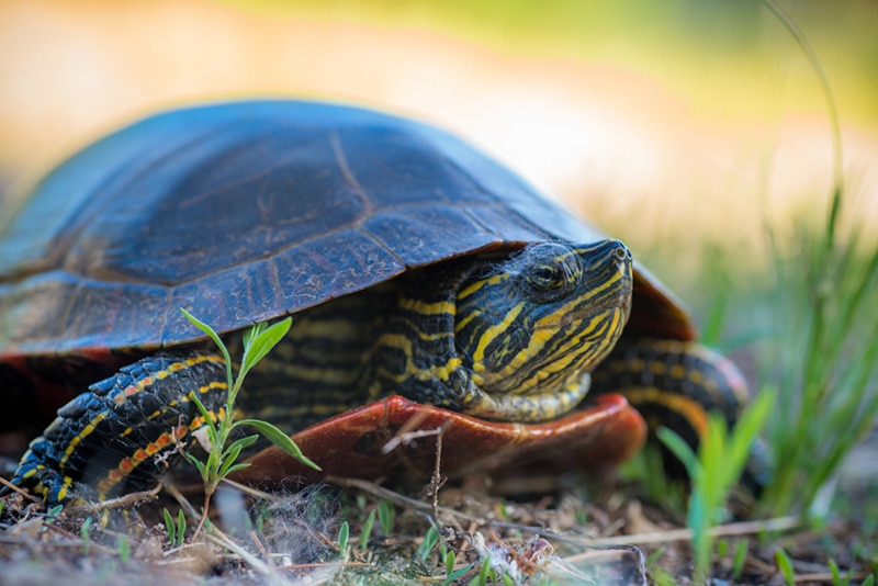 female painted turtle close up with soft focus background