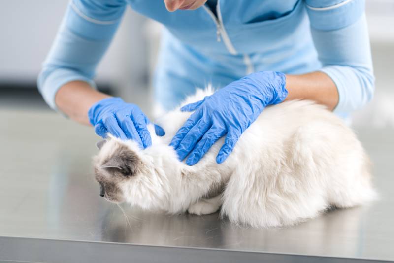 female vet examining a beautiful long hair cat on the examination table