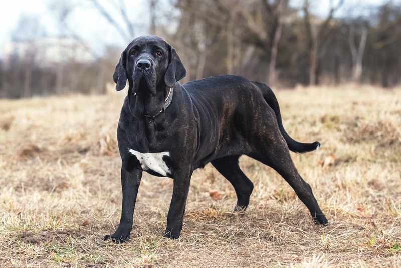 fila brasileiro dog standing