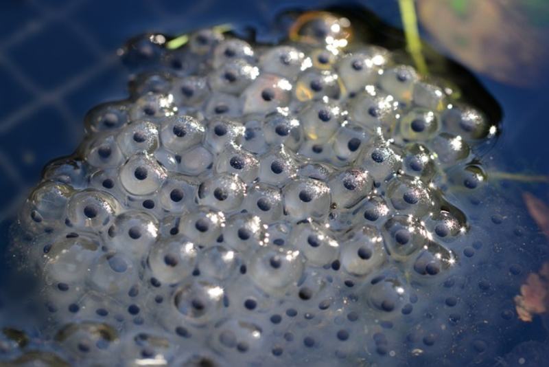 frog eggs on the water