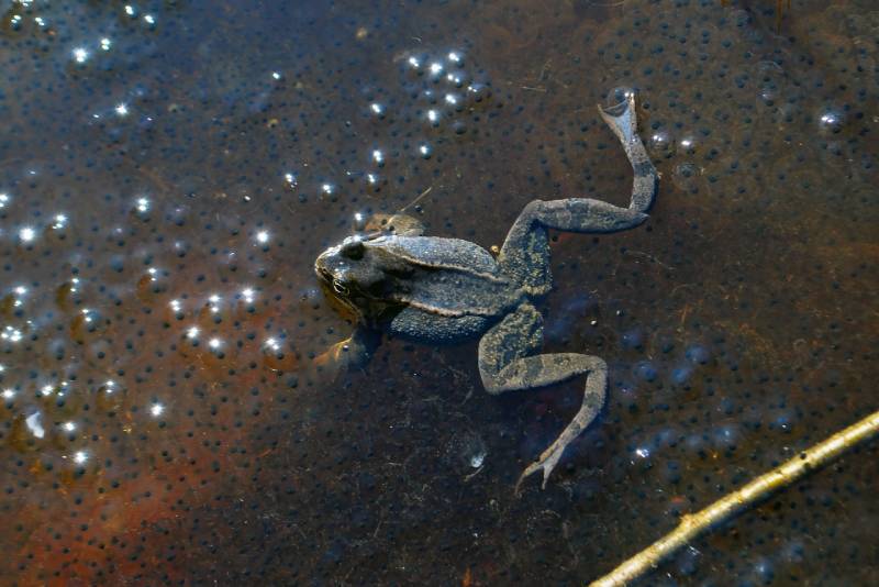 frog laying eggs in the pond