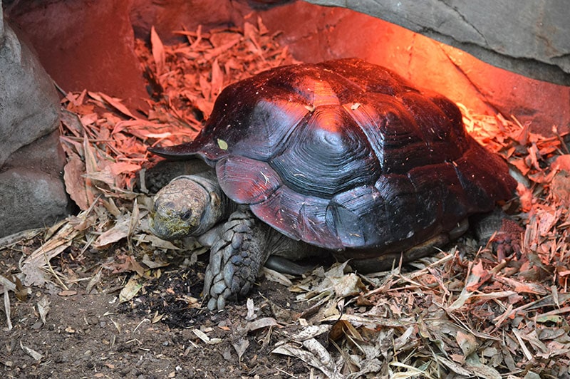 galapagos tortoise basking under a heat lamp