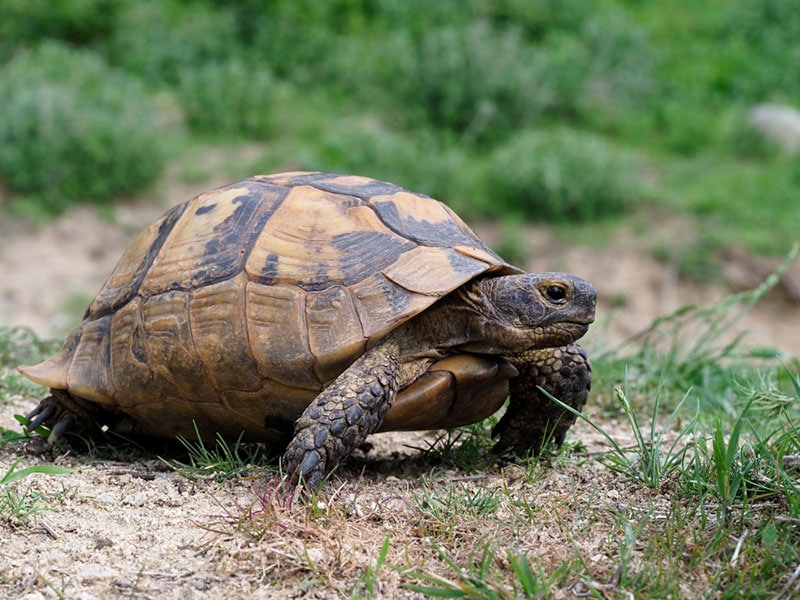 greek tortoise walking on the ground