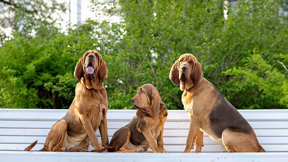 group of bloodhounds sitting on the bench