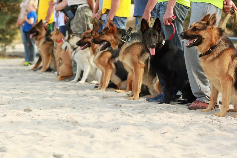 group of german shepherd dogs with their owners