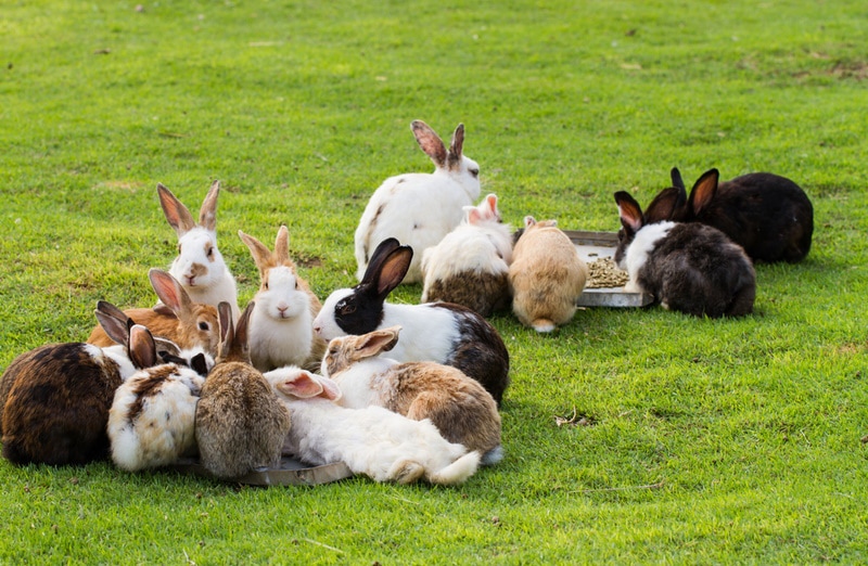 group of rabbits in the grass