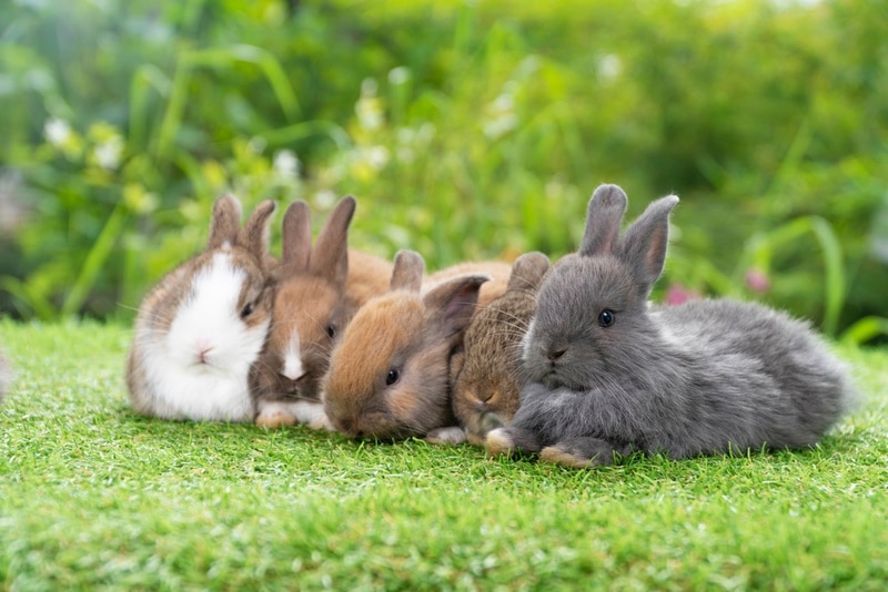 group of rabbits resting in the grass