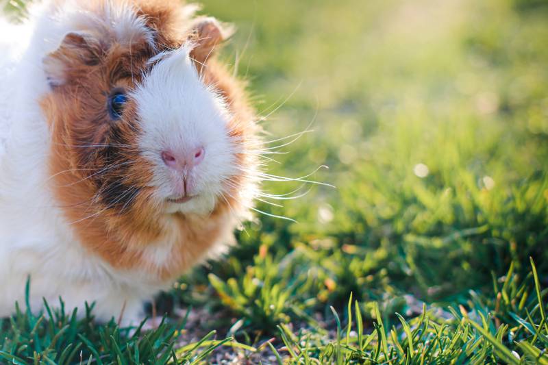 guinea pig in green grass