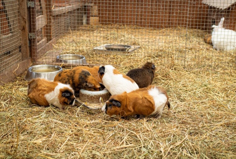 Can Rabbits & Guinea Pigs Live Together? Important Housing Facts Hepper