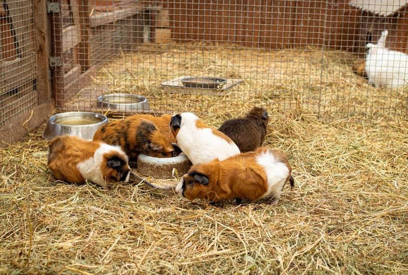 guinea pigs in an enclosure