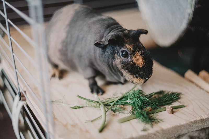 hairless guinea pig eating dill in the cage