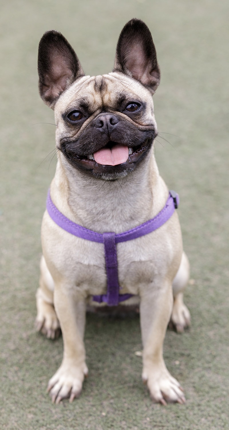 happy female French Bulldog Pug mix dog sitting at the park