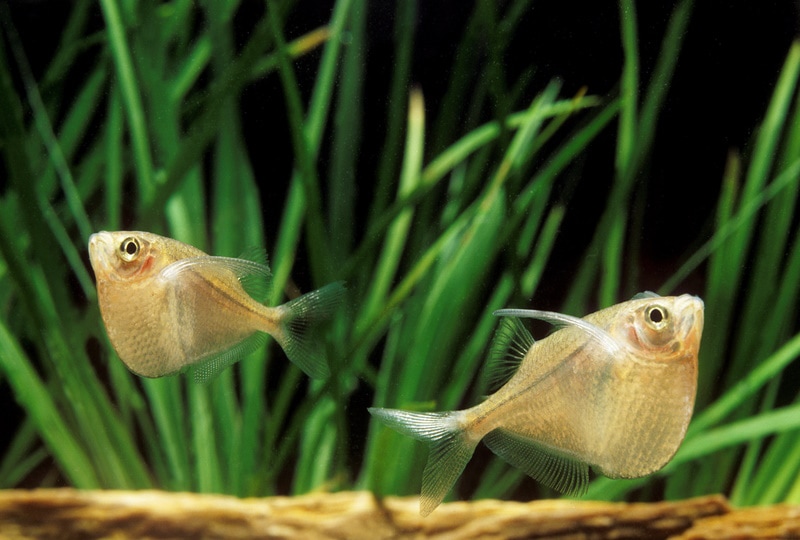 hatchetfish in aquarium