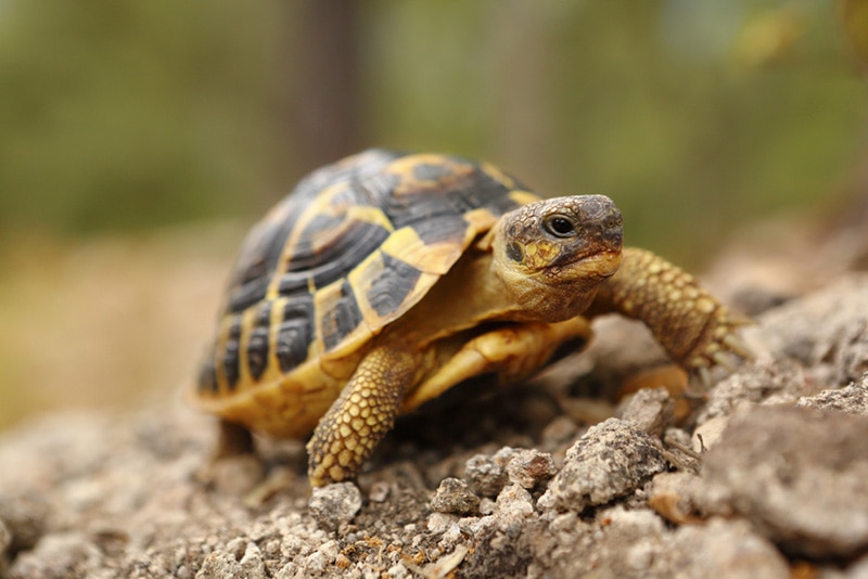 hermann turtle eating