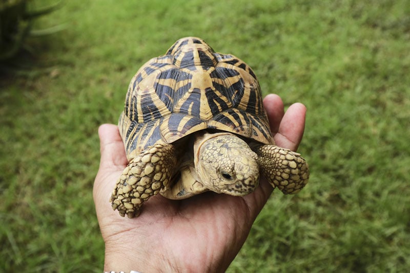 indian star tortoise on hand