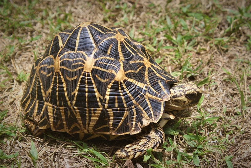 indian star tortoise on the ground