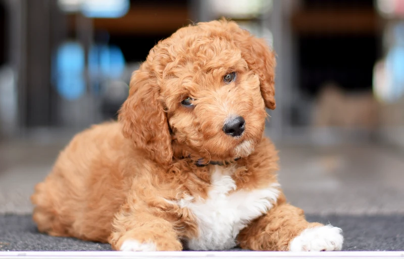 irish doodle puppy dog lying down on the floor