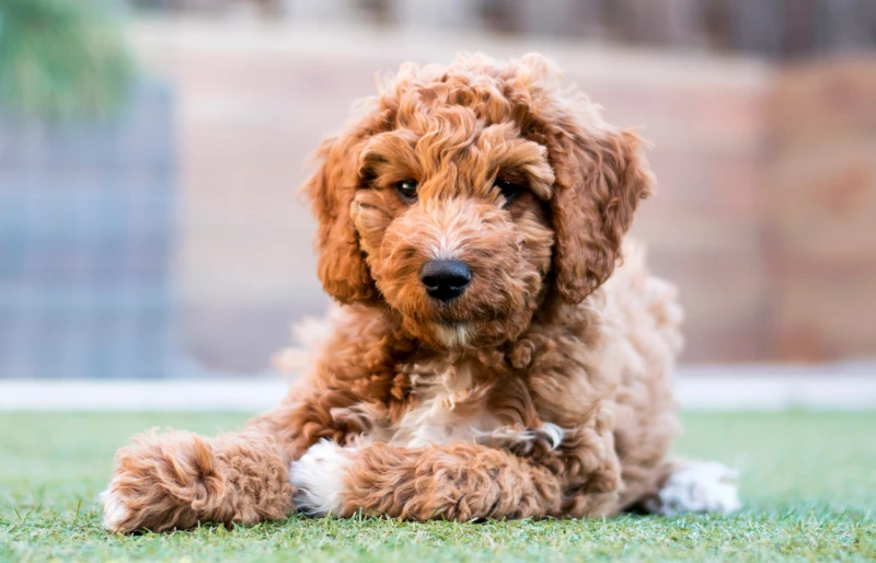 irish doodle puppy dog outdoors