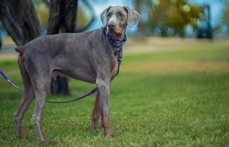 leashed blue doberman dog at the park