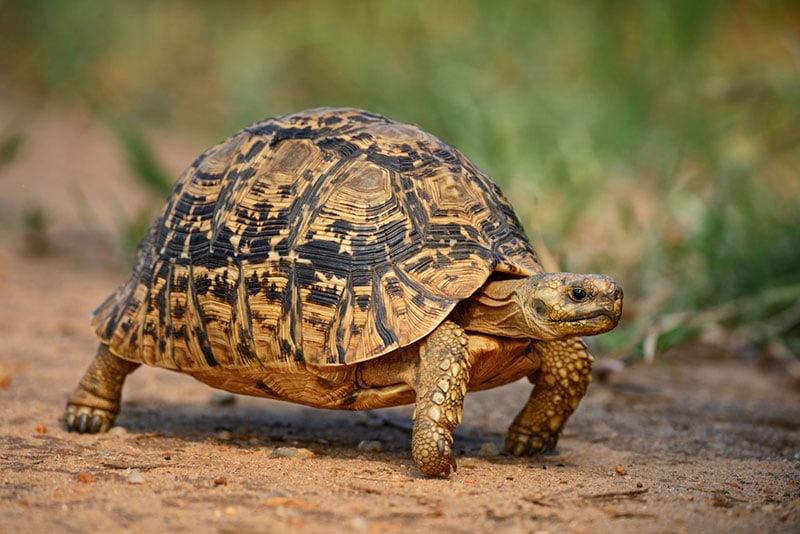 leopard tortoise walking on the ground