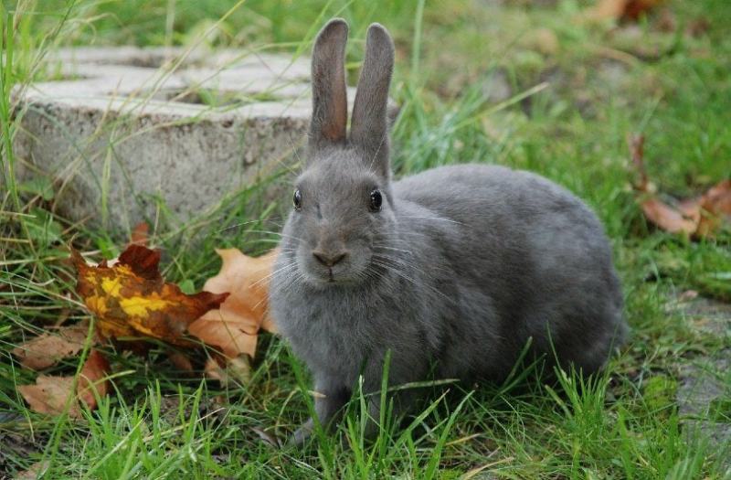 lilac rabbit outdoor