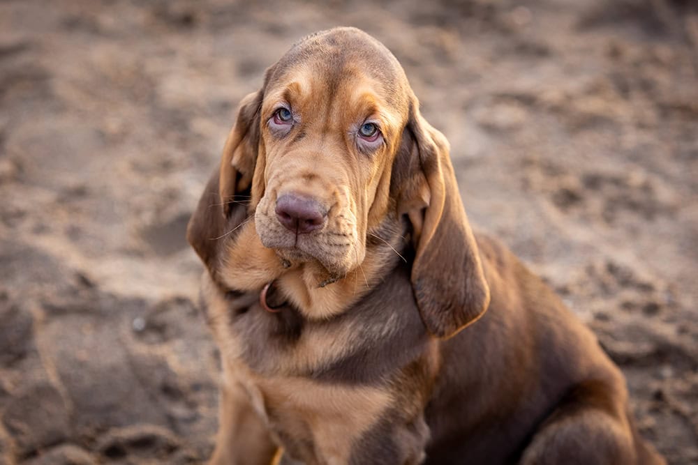 4 Amazing Bloodhound Colors Plus Coat Care Tips With Pictures 