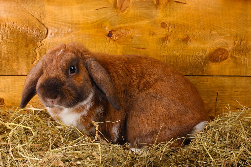 lop eared rabbit on wooden background