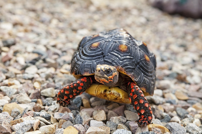 male Red-Footed Tortoise walking outside