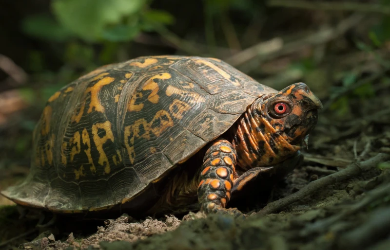 male eastern box turtle