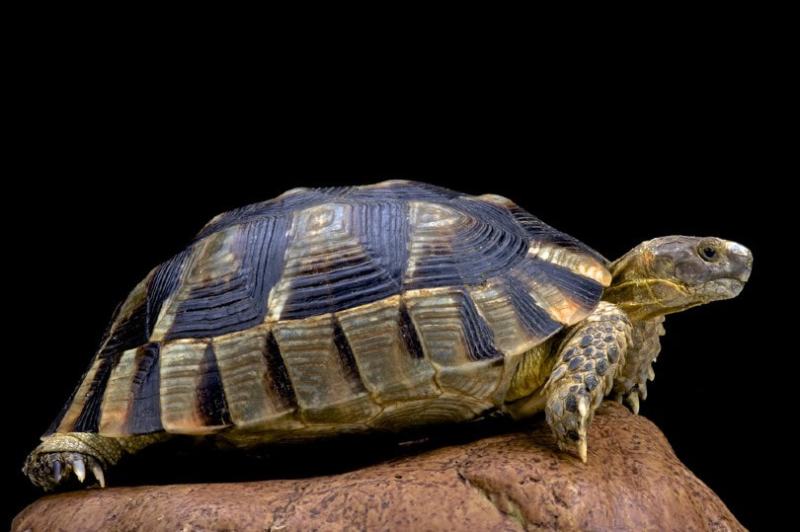 marginated tortoise standing on a rock