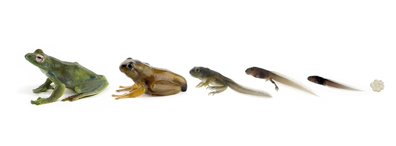 metamorphosis of a tadpole