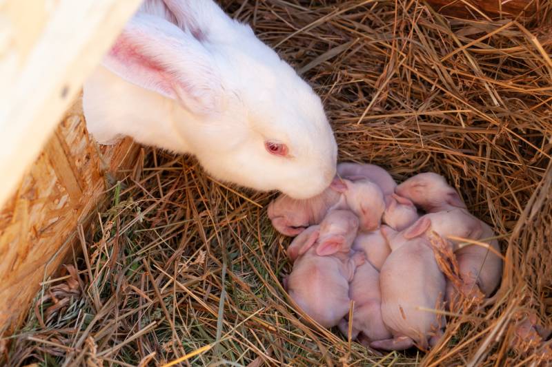 mother rabbit sniffs her newborn rabbits in the nest