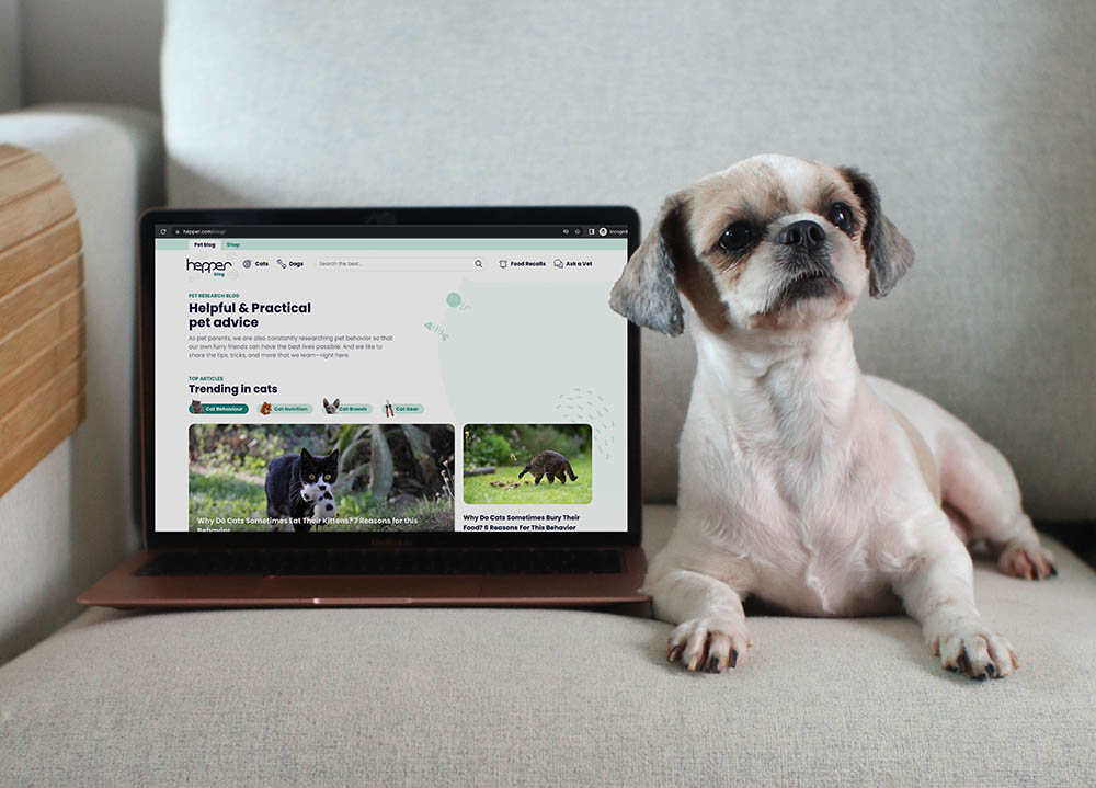 newly groomed shih tzu dog sitting beside an open laptop in the couch