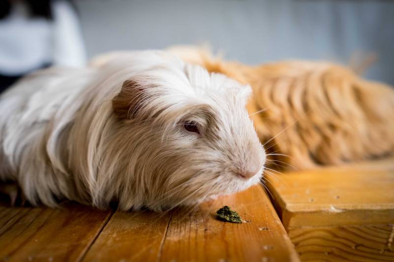 Can Guinea Pigs Eat Chocolate Hepper