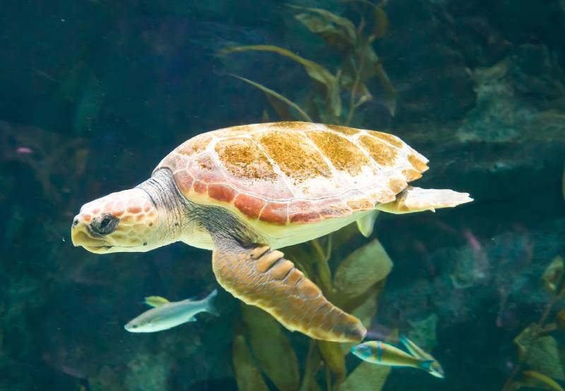 one swimming marine turtle underwater in aquarium tank