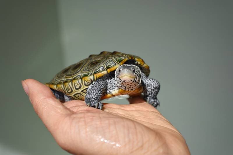 owner holding a diamondback terrapin turtle