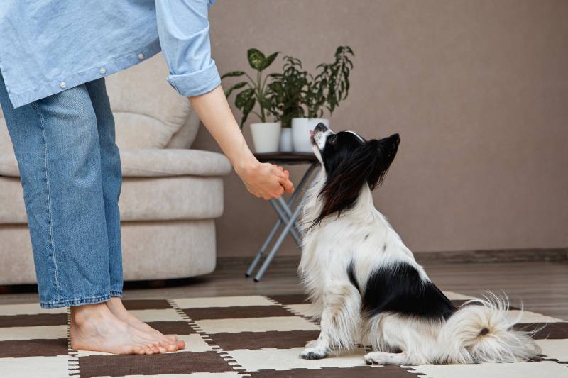 owner training with papillon dog at home
