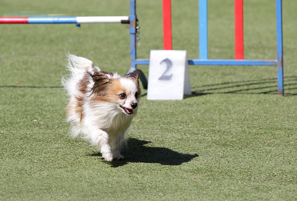 papillon dog doing agility training