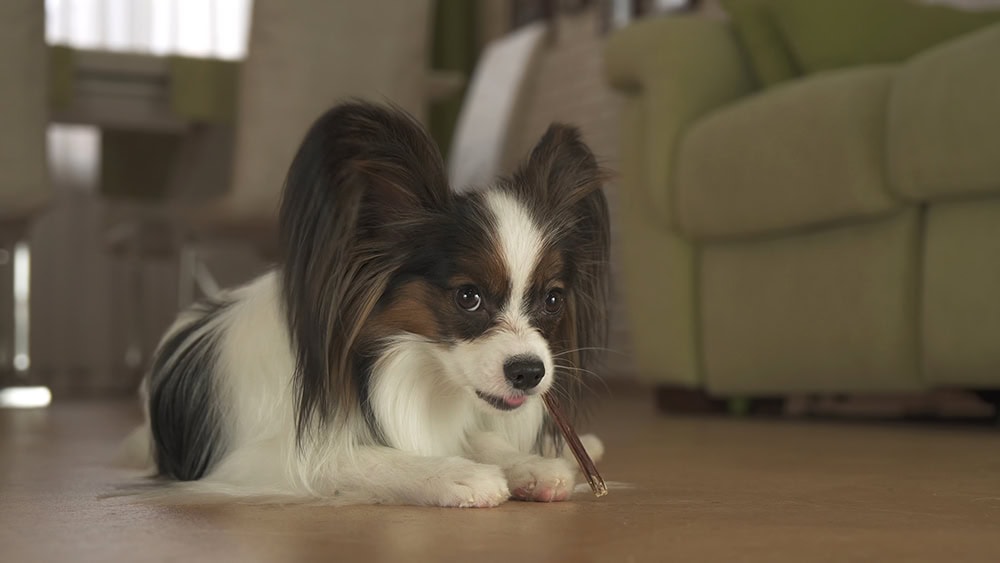 papillon dog eating treat at home